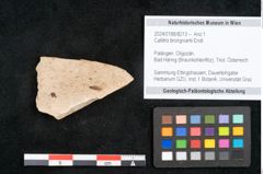 Foto (Objekt + Etikett) von Callitris brongniartii Endl. (NHMW-GEO-2024-0188-8213)